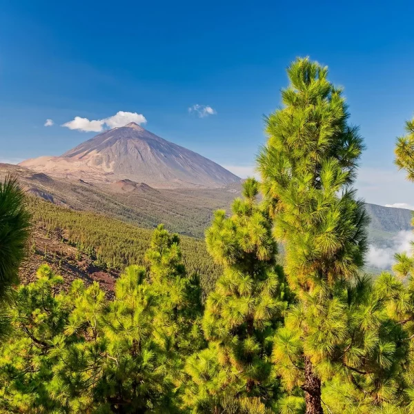 Naturerlebnisse und Gärten auf Teneriffa