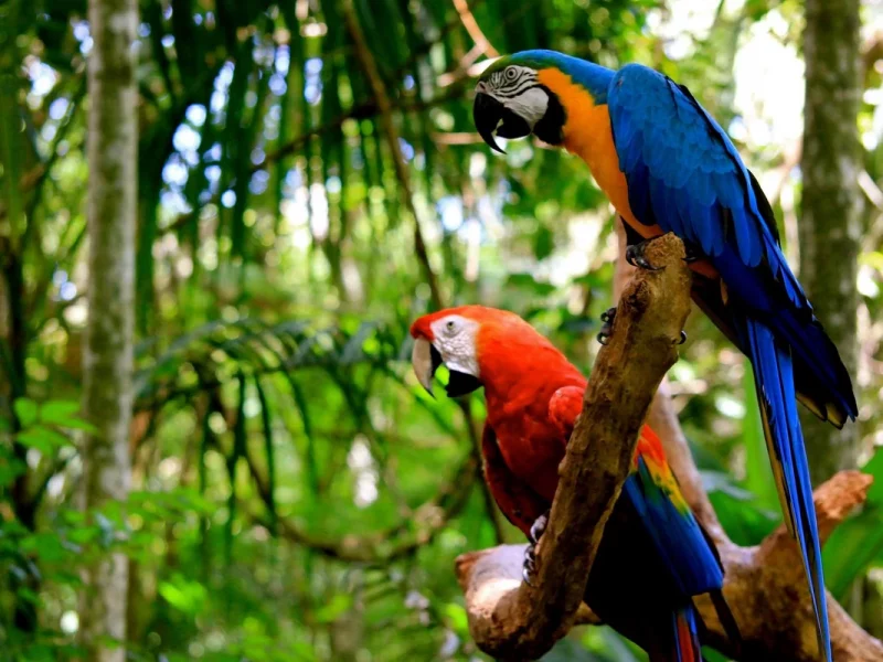 Brasilien: Land der Kontraste: Amazonas