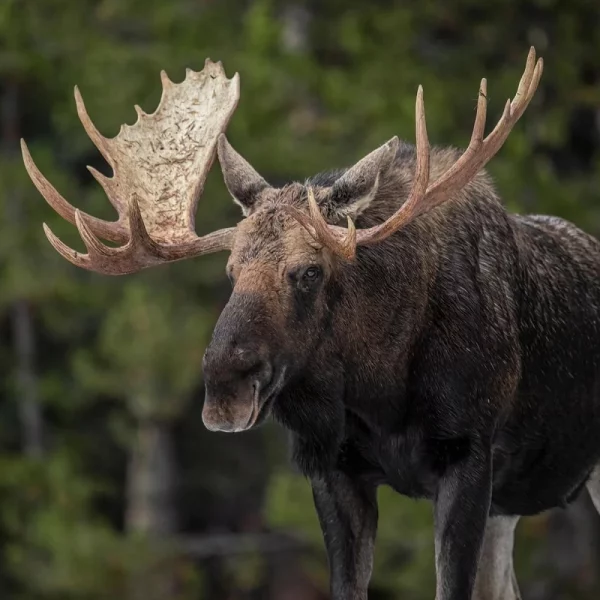 Kanadas wunderbarer Westen - Jasper Nationalpark