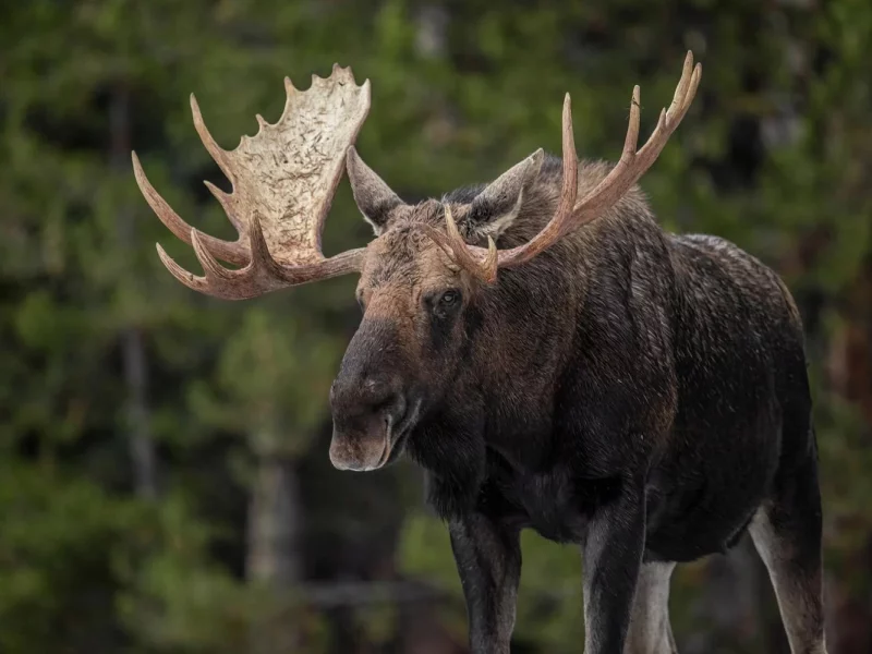 Kanadas wunderbarer Westen - Jasper Nationalpark