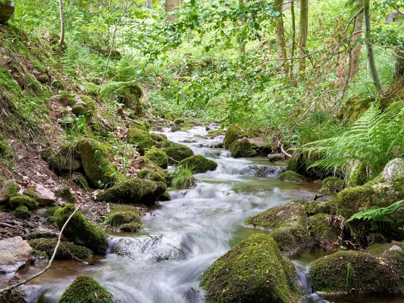 Busreise Urlaub in Friedrichroda - Erholung in der Natur