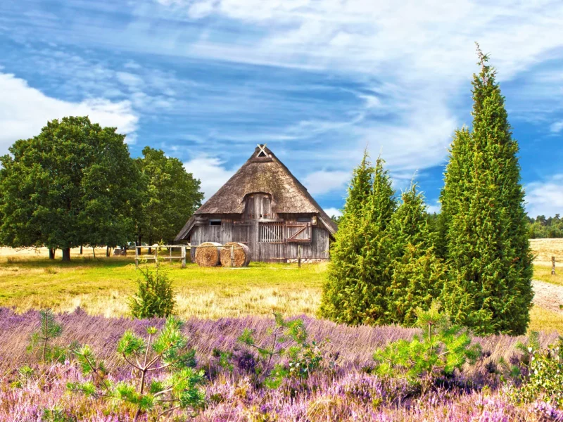Busreise Wildromantik Lüneburger Heide: Undeloh - Gabriele Rohde - Fotolia