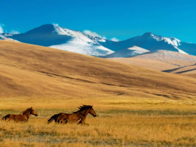 Kasachstan Entdeckungsreise ins Land der modernen Nomaden